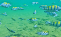 Mergulho nas Piscinas Naturais // Snorkeling in Natural Pools