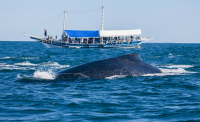 Observação de Baleias // Whale Watching