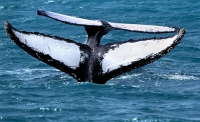Observação de Baleias // Whale Watching