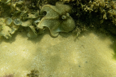 Snorkeling Animais