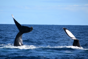 Observação de Baleias de Boston: Notas Naturalistas - 19/07/22