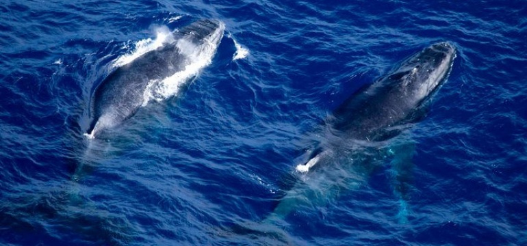Comportamentos Baleias Jubarte