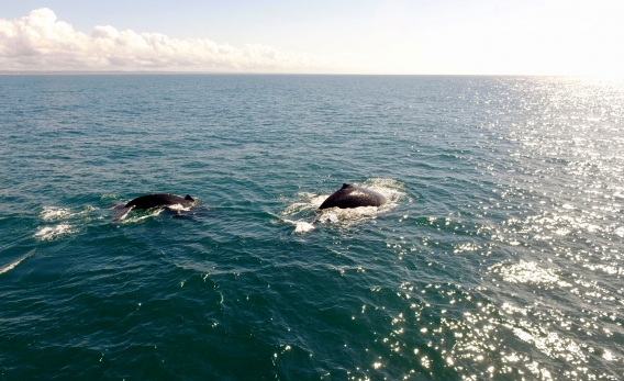 Observação de Baleias // Whale Watching